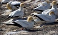 Gannets laying an egg Royalty Free Stock Photo