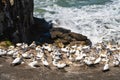 Gannet Colony at Muriwai Beach, New Zealand Royalty Free Stock Photo