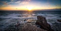 Gannet colony Muriwai beach near Auckland