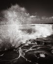 Gannet colony Muriwai beach near Auckland Royalty Free Stock Photo