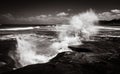 Gannet colony Muriwai beach near Auckland Royalty Free Stock Photo