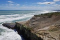 Gannet colony, Muriwai Beach, New Zealand. Sea birds on the rocks. Royalty Free Stock Photo