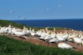 Gannets Royalty Free Stock Photo