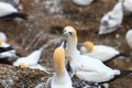 Pair of gannets looking to each other, Muriwai beach, New Zealand