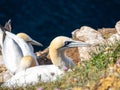 Gannet colony in Troup Head, Scotland Royalty Free Stock Photo