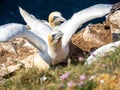 Gannet colony in Troup Head, Scotland Royalty Free Stock Photo