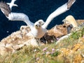 Gannet colony in Troup Head, Scotland Royalty Free Stock Photo