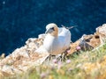 Gannet colony in Troup Head, Scotland Royalty Free Stock Photo