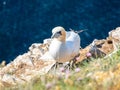 Gannet colony in Troup Head, Scotland