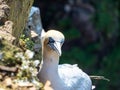 Gannet colony in Troup Head, Scotland Royalty Free Stock Photo