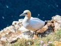 Gannet colony in Troup Head, Scotland Royalty Free Stock Photo