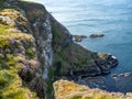 Gannet colony in Troup Head, Scotland