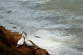 Gannet courtship dance against stormy sea