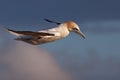 Gannet in flight