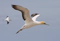 Gannet in flight Royalty Free Stock Photo