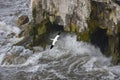 Gannet in flight - Bempton Cliffs on the North Yorkshire coast - United Kingdom