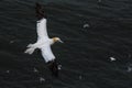 A Gannet in flight at bempton Cliffs, Yorkshire , UK Royalty Free Stock Photo