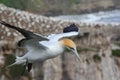 Gannet in flight