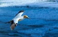 Gannet in Flight Royalty Free Stock Photo