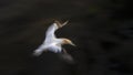 Gannet in flight. Image taken using intentional camera movement technique. Muriwai Gannet Colony, Auckland Royalty Free Stock Photo