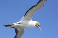 Gannet in flight Royalty Free Stock Photo