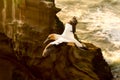 Gannet in flight Royalty Free Stock Photo