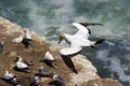 A gannet in flight over a colony in NZ Royalty Free Stock Photo