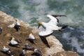 A gannet in flight over a colony in NZ