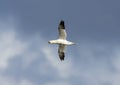 Gannet flying in blue skies