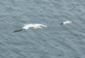 Gannet flying over the North Sea near Bempton Cliffs, Yorkshire, UK.