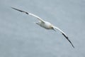 Gannet flying over the North Sea near Bempton Cliffs, Yorkshire, UK.