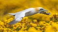 Gannet flying on yellow background Royalty Free Stock Photo