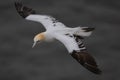 Gannet flying to the nest at Bempton Cliff