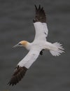 Gannet flying to the nest at Bempton Cliff