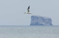 Gannet in front of Eldey