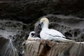 A Gannet with her chick in a nest in a Gannet colony in the Shetlands
