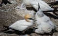 Gannet with its young - 2