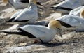 Gannet laying a single  Egg on a mound nest Royalty Free Stock Photo