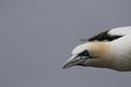 Gannet, male and female courting