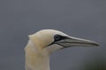 Gannet, male and female courting