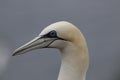 Gannet, male and female courting