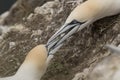 Gannet, male and female courting