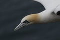 Gannet, male and female courting