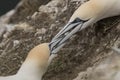 Gannet, male and female courting