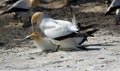 Gannet mating behavior Royalty Free Stock Photo