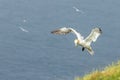 Gannet (Morus bassanus Royalty Free Stock Photo