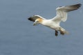 Gannet (Morus bassanus Royalty Free Stock Photo