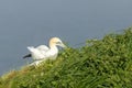 Gannet (Morus bassanus Royalty Free Stock Photo