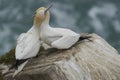 Gannets courting on Great Saltee Island, Ireland.