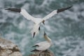 Gannets courting on Great Saltee Island, Ireland.